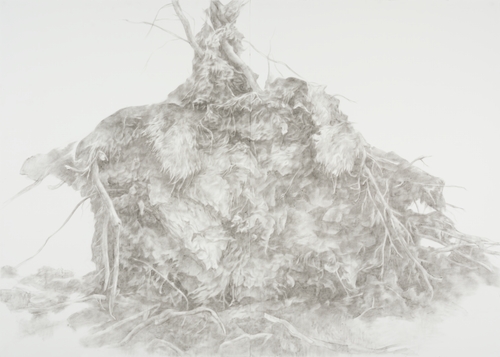 "A Tree That Holds Fast to the Ground" Series