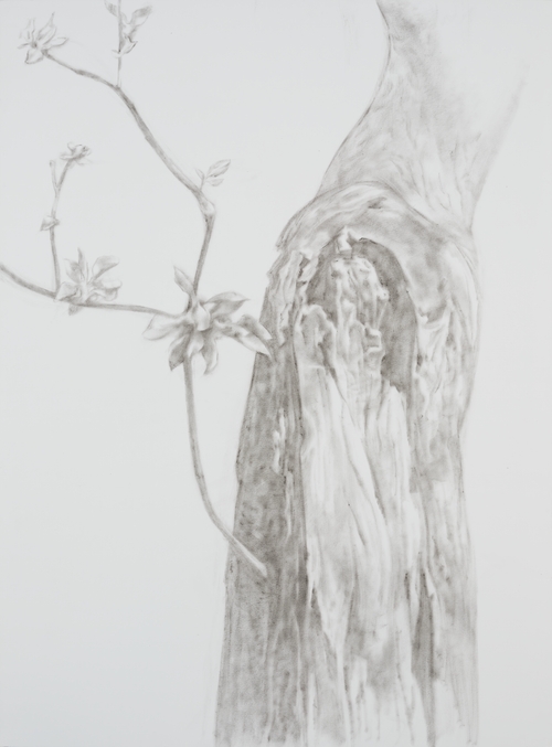 "Flowering" Series